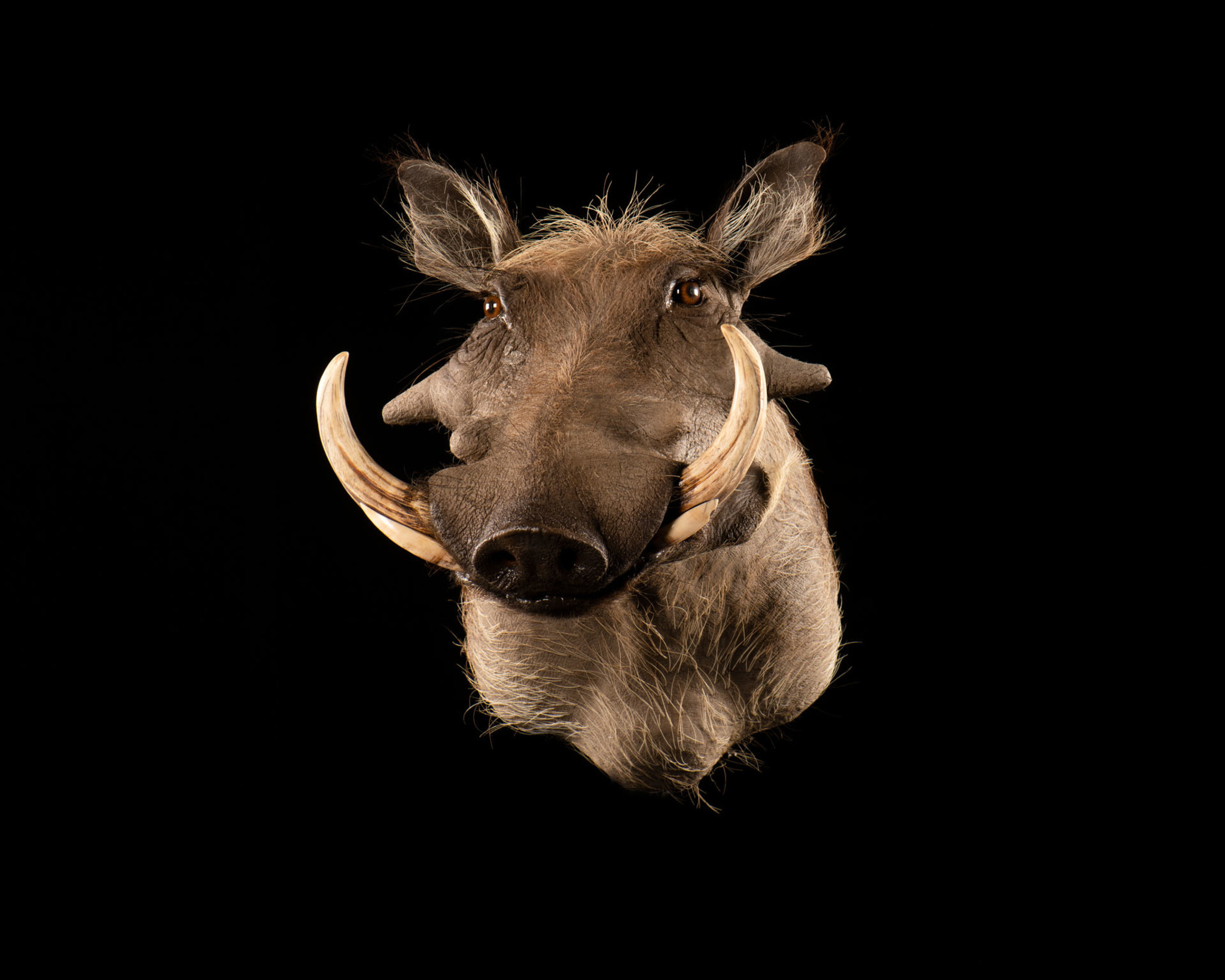 Warthog Taxidermy - Shoulder Mount - 1/8 Right Turn